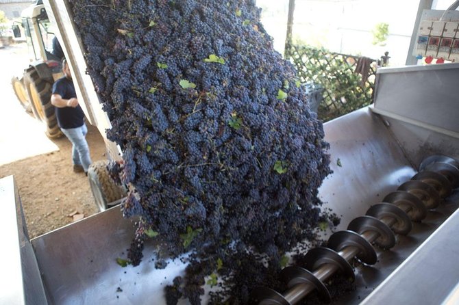 4 Wines Tasting with 2 Tuscan Cheeses & Tour at the winery - The four-wine tasting, from IGT Toscana to Riserva