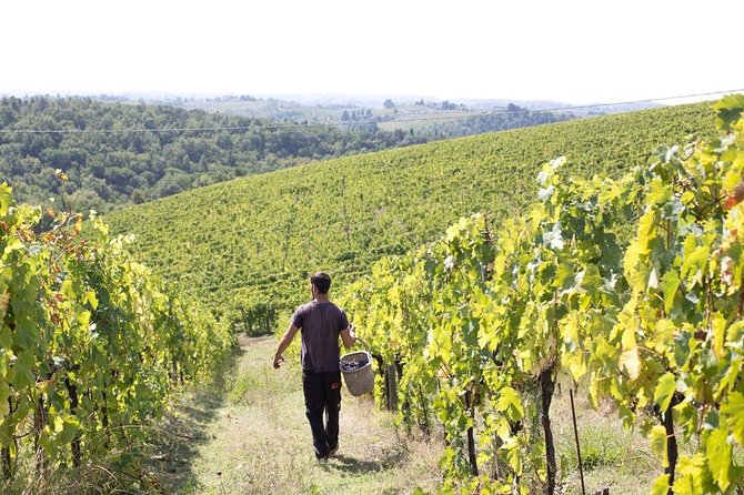 4 Wines Tasting with 2 Tuscan Cheeses & Tour at the winery - A vineyard walk when conditions allow