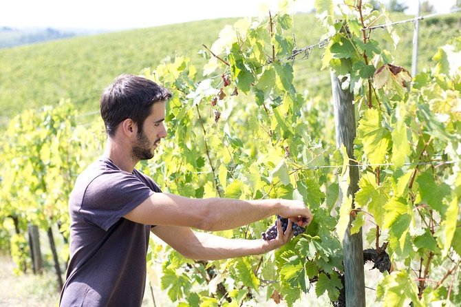 4 Wines Tasting with 2 Tuscan Cheeses & Tour at the winery - What the $44.55 price includes