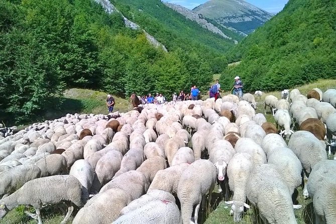 A day with the shepherd milking sheeps and making cheese in the National Park of Abruzzo - Key points to know before booking