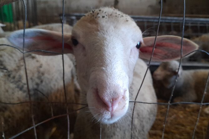 A day with the shepherd milking sheeps and making cheese in the National Park of Abruzzo - Stiffe Caves and Castel del Monte if the clock allows