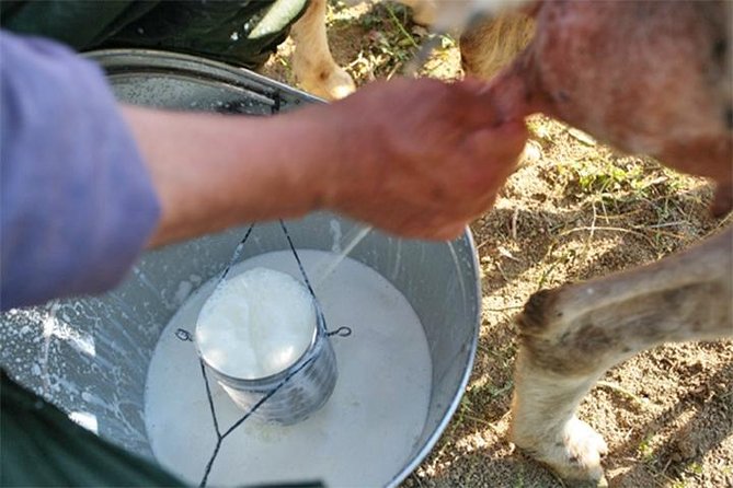 A day with the shepherd milking sheeps and making cheese in the National Park of Abruzzo - Meeting the shepherd and leading the sheep