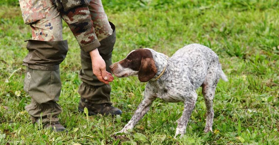 Alba: Truffle Hunting with Cheese, Truffle, & Wine Tastings - Following Elio and the dogs into Piedmonts truffle woods