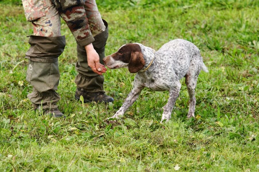 Alba: Truffle Hunting with Cheese, Truffle, & Wine Tastings - What you learn about white and black truffles