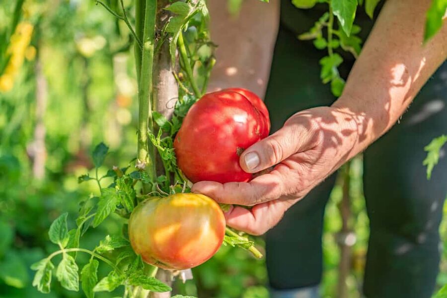 Amalfi Coast: Pizza & Mozzarella Class with Farmhouse visit - Getting from garden produce to pizza dough
