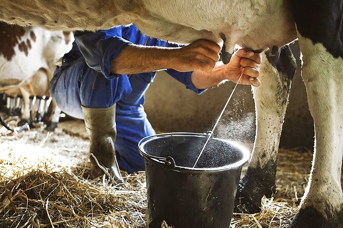 Amalfi: Milk cows, make pasta, mozzarella and tiramisu! - A farmhouse setting above the Amalfi Coast