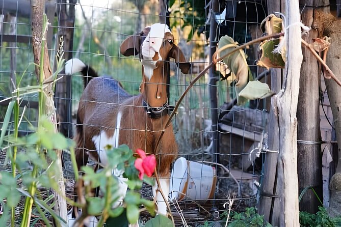 Amalfi: Milk cows, make pasta, mozzarella and tiramisu! - Eating the full meal at the farmhouse