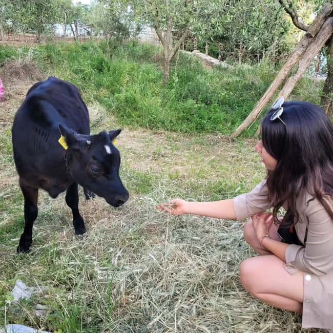 Amalfi: Milk the cows, Make Pasta, Mozzarella and Tiramisù! - What makes this farm visit special