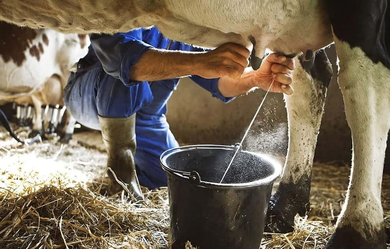 Amalfi: Milk the cows, Make Pasta, Mozzarella and Tiramisù! - Turning fresh milk into Agerola fiordilatte
