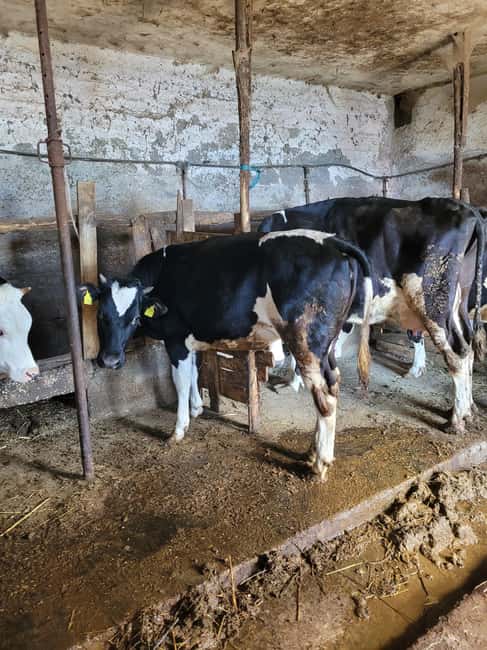 Amalfi: Milk the cows, Make Pasta, Mozzarella and Tiramisù! - Meeting the cows and learning to milk