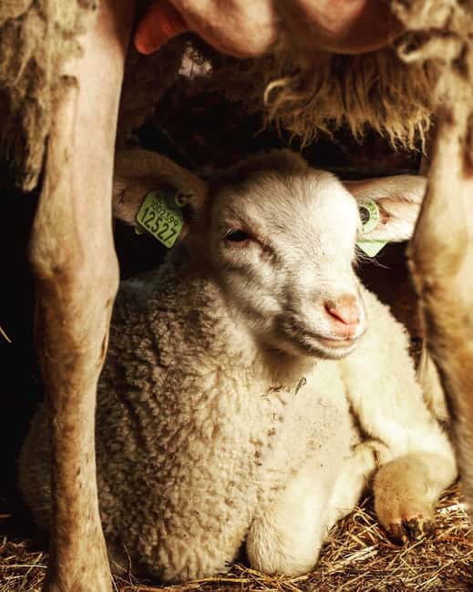 Amsterdam: E-Bike, Cheese, Windmill & Countryside Tour - The farm stop: cheese, milk, cows, and lambs