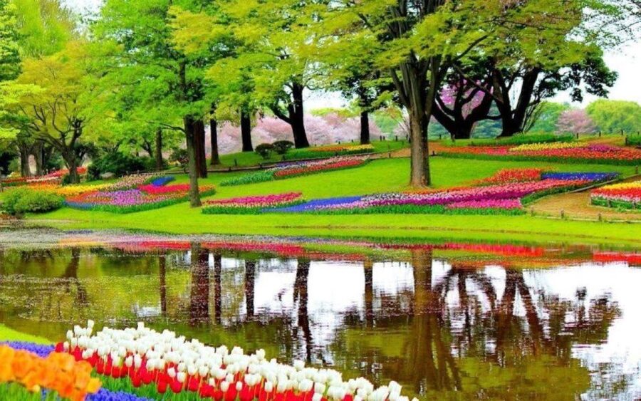 Amsterdam: Private tour Tulips, Keukenhof, Windmill & Cheese - The Tulip Experience and its one million flowers