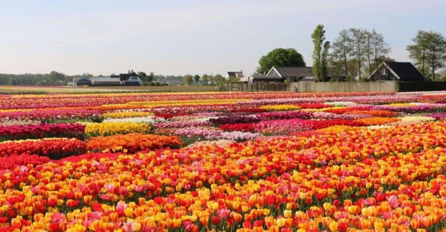 Amsterdam: Private tour Tulips, Keukenhof, Windmill & Cheese - Wooden shoes and Dutch cheese