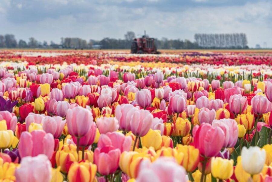 Amsterdam: Private tour Tulips, Keukenhof, Windmill & Cheese - Timing, traffic, and the eight-hour limit