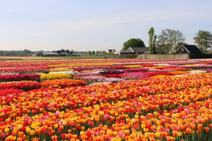 Amsterdam: Private tour Tulips, Keukenhof, Windmill & Cheese - Should you book it?