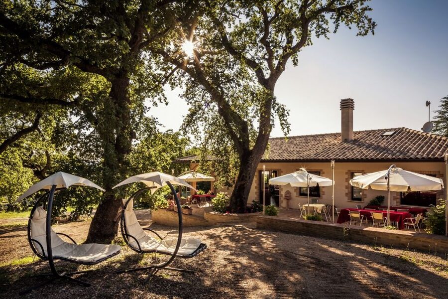 Assisi: Organic Wine and Cheese Tasting - A short walk through fifty-year-old vineyards
