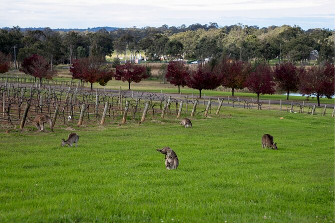 Award-Winning Hunter Valley Wine & Cheese Tour from Sydney - The lakeside lunch and its tradeoff