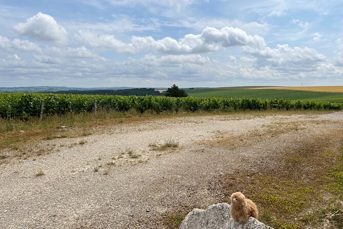Burgundy Wine & Cheese Tasting Private Day Trip 15 glasses - Who should book this private Burgundy tour?