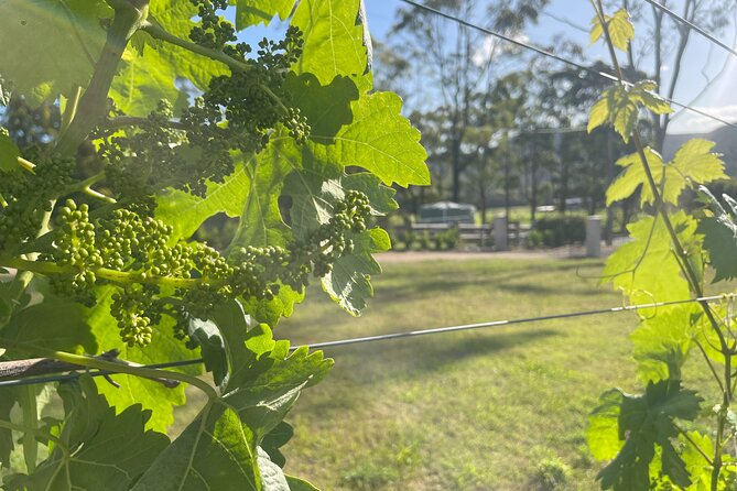 Cael’s Gate Wine and Cheese Tasting in Hunter Valley - Cancellation and practical details