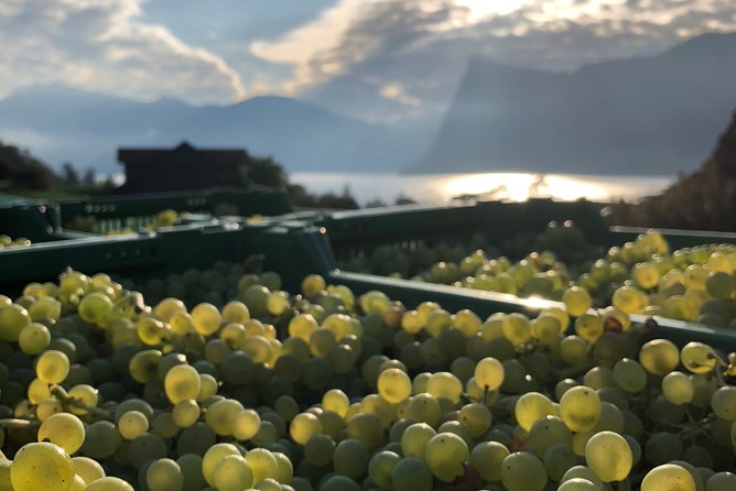 Cheese, Chocolate and Wine in the Bern Region from Luzern - One day, five Swiss flavors