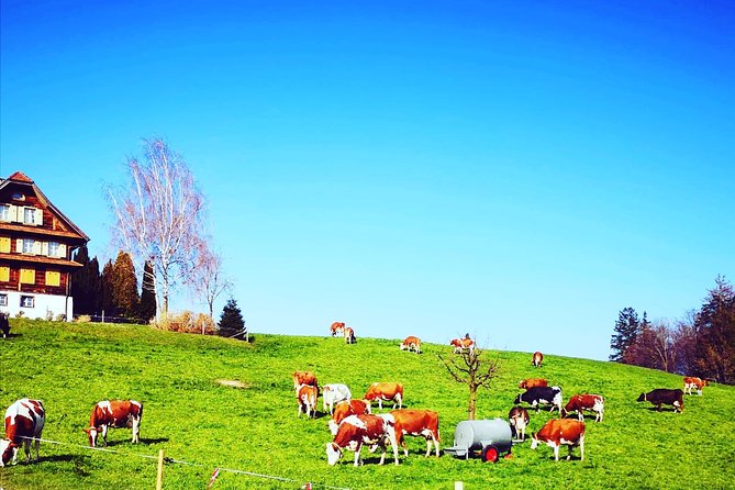 Cheese, Chocolate and Wine in the Bern Region from Luzern - What the $954.73 price really buys
