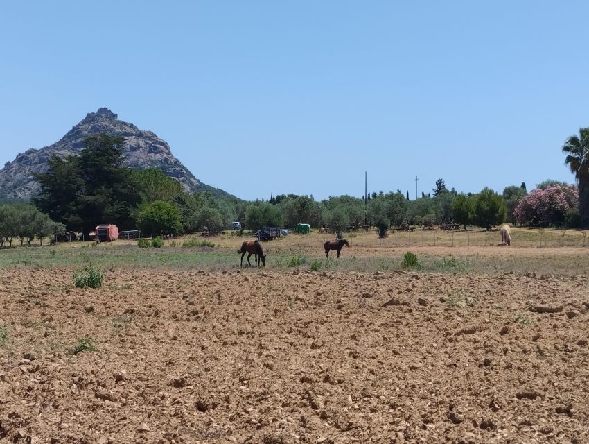 Cheese Making and Tasting Tour from Cagliari with Lunch - A working farm, not a staged food studio