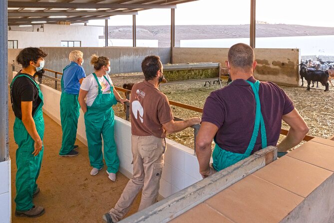 Cheese Making Workshop in Fuerteventura with Breakfast - Why Majorero cheese makes a good Fuerteventura experience