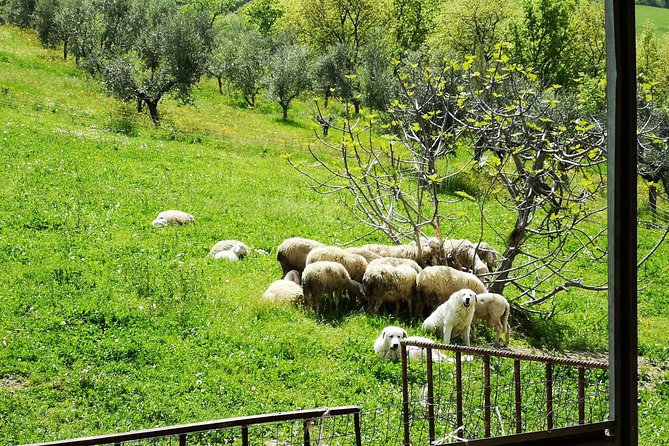 Cheese & ricotta making – Teramo (Abruzzo) Italy - What makes this different from a normal food tour