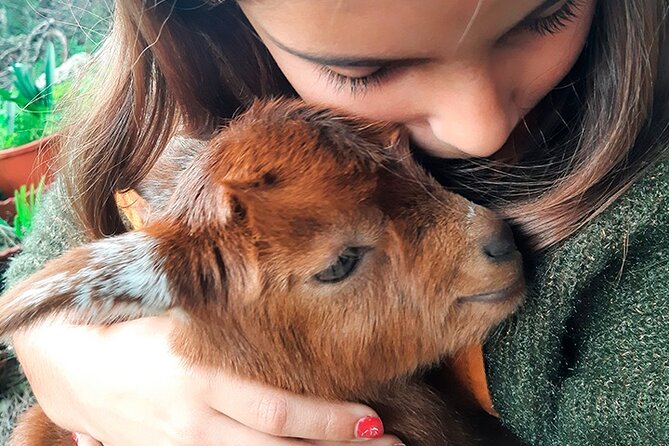 Cheese Walk & Atelier with a Goat Shepherd in Aoleão - Key points at a glance