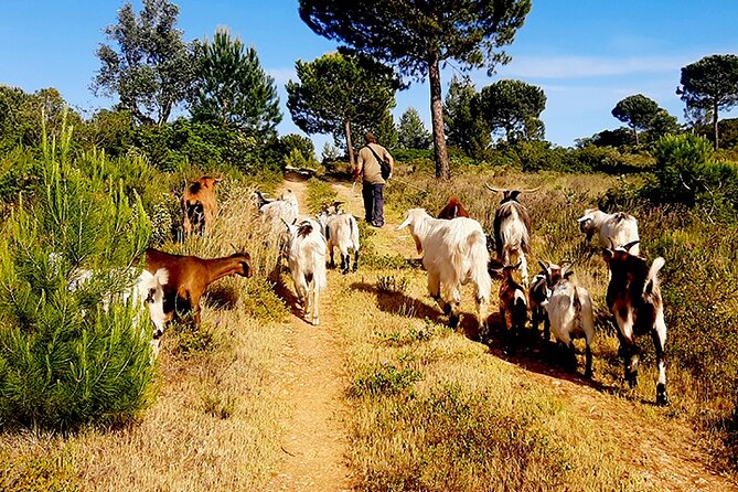 Cheese Walk & Atelier with a Goat Shepherd in Aoleão - What the $96.79 price means