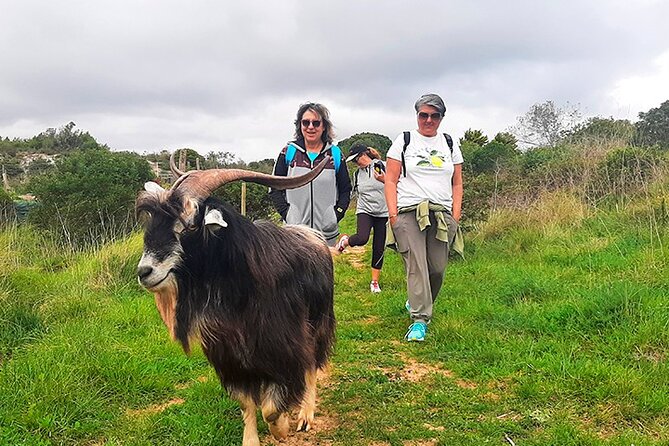 Cheese Walk & Atelier with a Goat Shepherd in Aoleão - Who will enjoy this experience most
