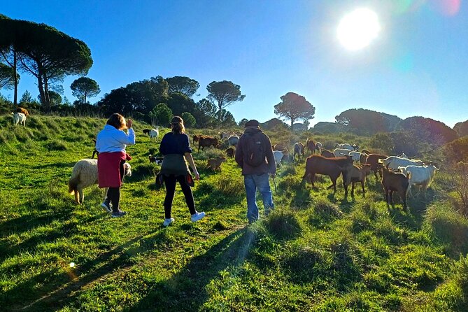 Cheese Walk & Atelier with a Goat Shepherd in Aoleão - The cheese-making session in Aoleão