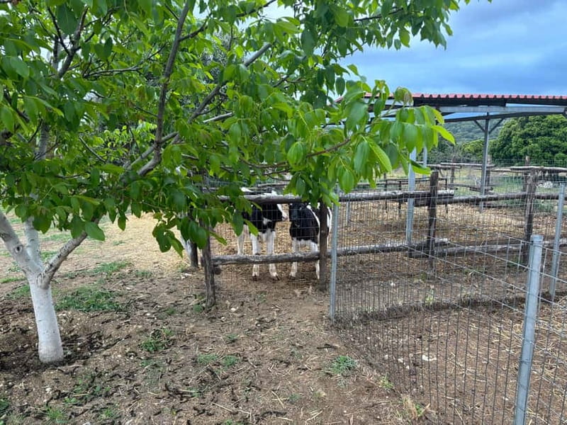 Crete: Farm Visit with Cheese Tasting and Milking Experience - A good fit for families with children