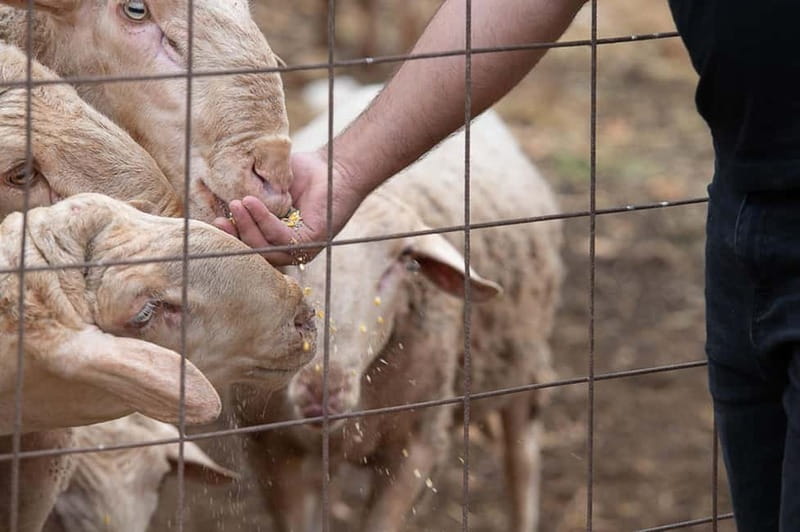 Crete: Farm Visit with Cheese Tasting and Milking Experience - What $29 gets you