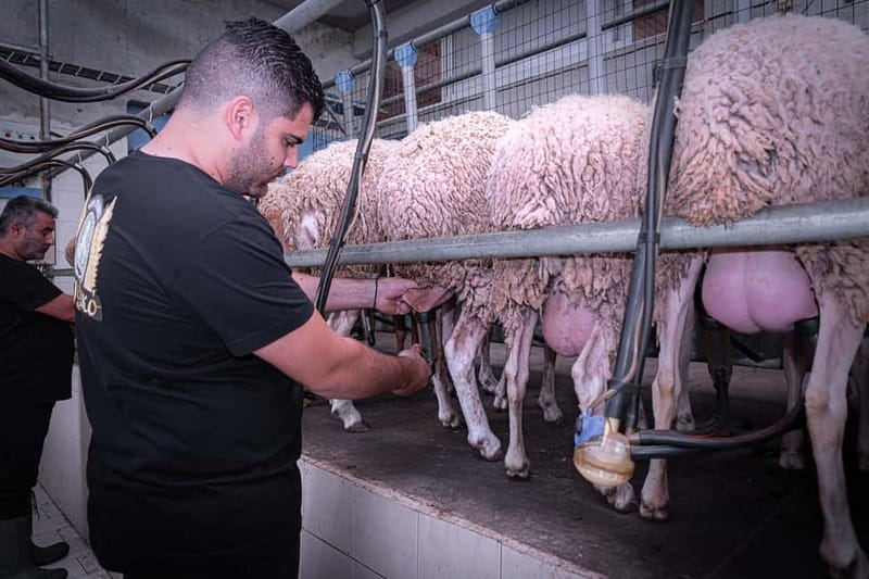 Crete: Farm Visit with Cheese Tasting and Milking Experience - Trying to milk goats and sheep