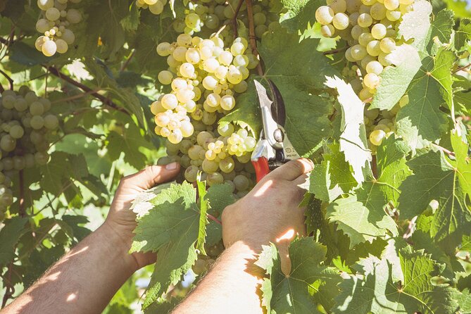 Deluxe Experience: Mozzarella, Oil and Wine Tasting on the Amalfi Coast - Campinola: vineyard, wine, and a country lunch