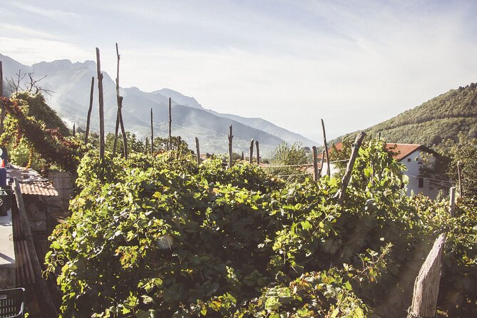Deluxe Experience: Mozzarella, Oil and Wine Tasting on the Amalfi Coast - The private minivan format and what it buys you