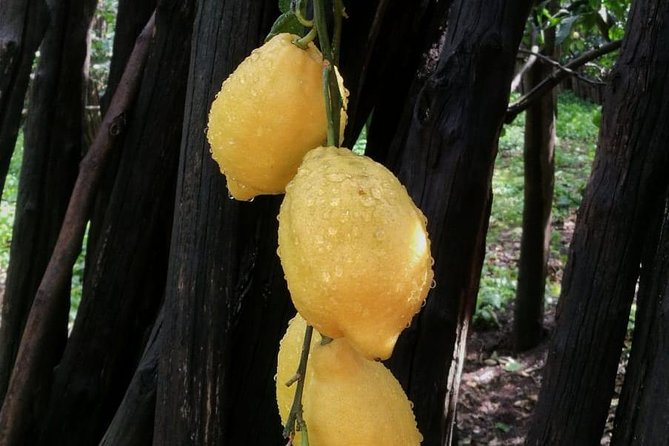DISCOVER SORRENTO, food &Walking tour . Lemons-cheese&olive oil - Sorrento at 5 pm, with food waiting later
