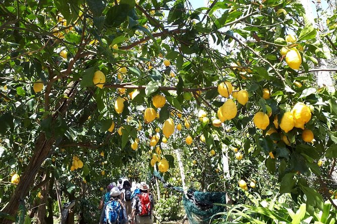 DISCOVER SORRENTO, food &Walking tour . Lemons-cheese&olive oil - Who should book this Sorrento experience?