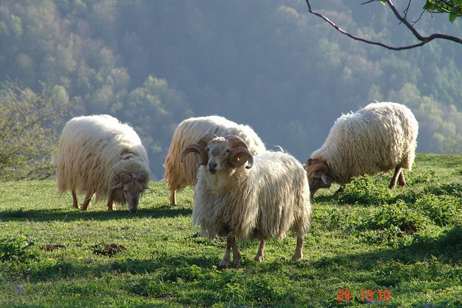 Discover the Art of Idiazabal Cheese in the Basque Country - Cheese and cider after the farm visit