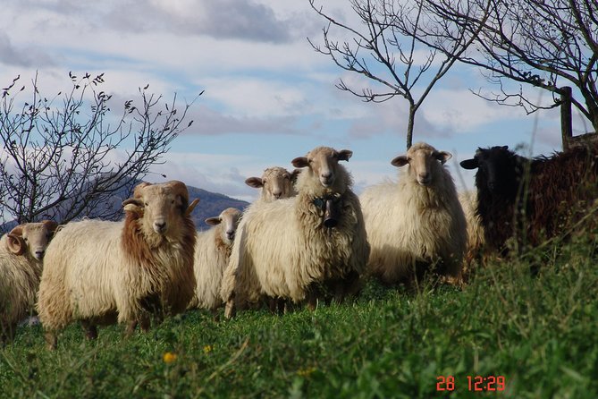 Discover the Art of Idiazabal Cheese in the Basque Country - Is $174.60 a fair price?