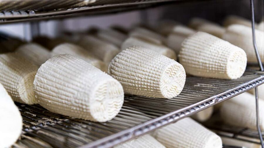 Dolianova: visit and workshop in a cheese factory - Inside the factory, from milk testing to aging