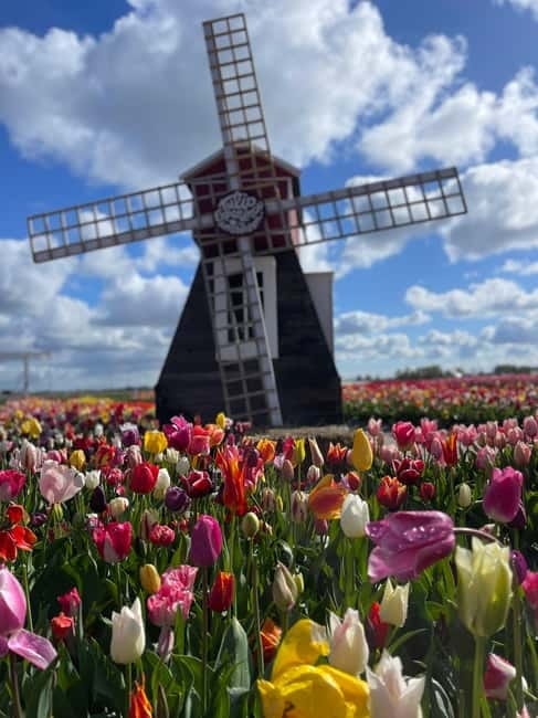Dutch Countryside: , windmills, Villages, Cheese & Clogs - Leaving Amsterdam for Broek in Waterland
