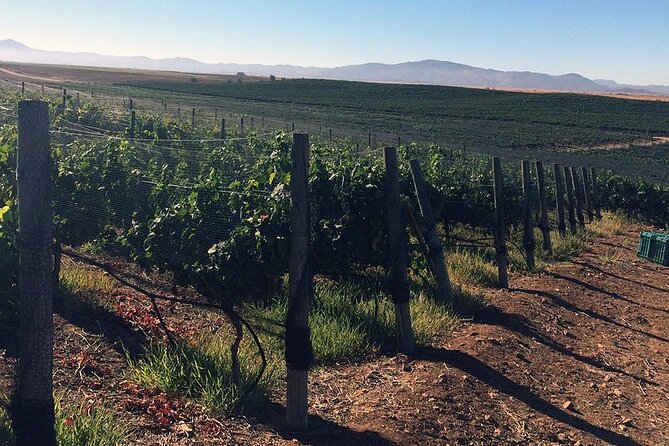 Ensenada Shore Excursion: Wine and Cheese Tour with Lunch in Ojos Negros Valley - The timing challenge for cruise passengers
