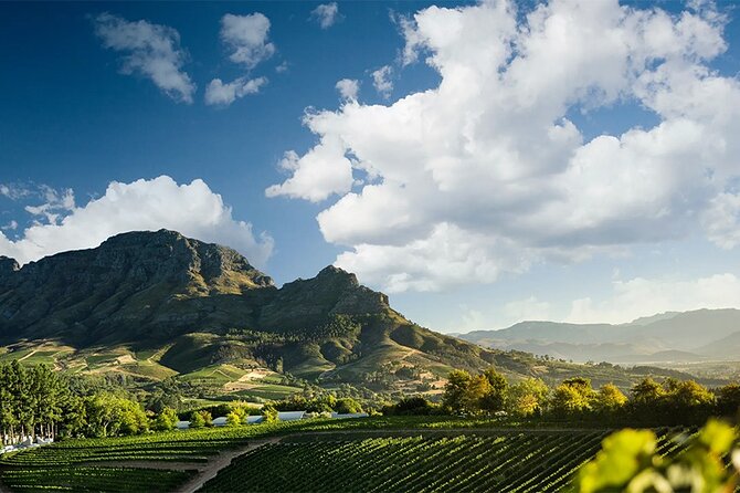Experience 16 Wine Tasting & 6 Cheese Pairing across 3 Vineyards - A full day through Cape Town’s wine country