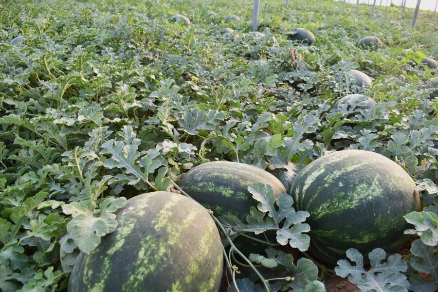 Farm Tour with Cheese-Making, Olive Oil Tasting & Picnic - Getting to Cretan Vibes Farm