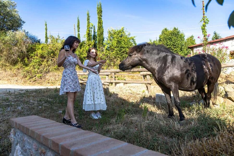 Florence: The secret of wine, cheese and olive oil at a farm - A farmhouse among vines and olive trees