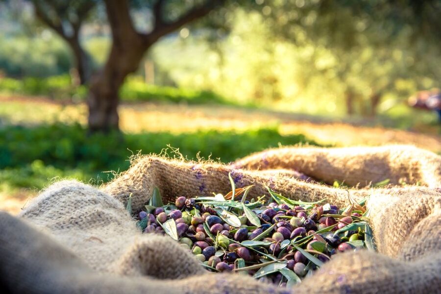 From Athens: Wine, Oil, & Cheese Tasting in Nemea & Argolis - Key points to know before you book