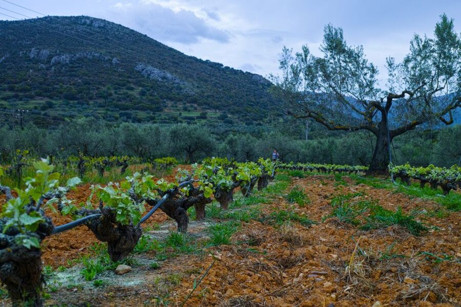 From Athens: Wine, Oil, & Cheese Tasting in Nemea & Argolis - Small details that improve the day