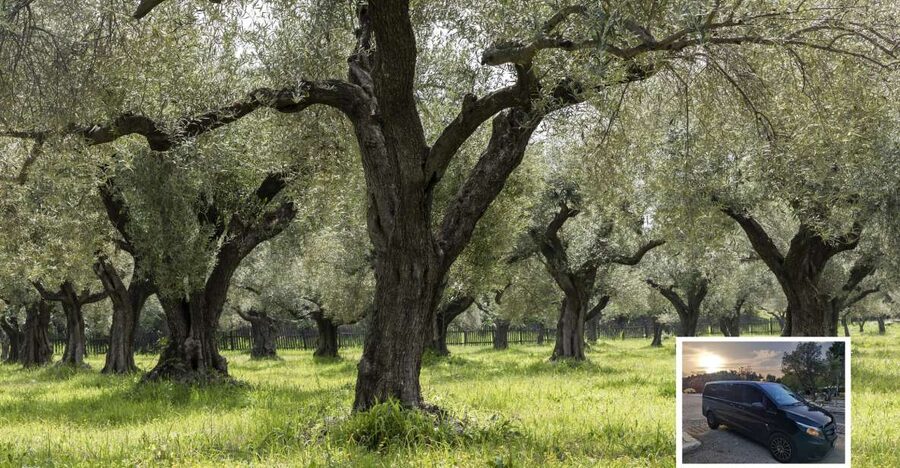 From Athens: Wine, Oil, & Cheese Tasting in Nemea & Argolis - A full day from Athens into the Peloponnese
